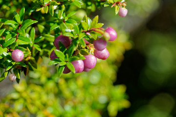 Wild fruit, known in Chile as Chaura, its name Gaultheria mucronata and grows in the volcanic areas of southern Chile