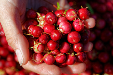 Sweet wild fruit that grows in southern Chile known as Murta, its scientific name is Ugni Molinae....