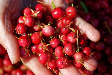 Sweet wild fruit that grows in southern Chile known as Murta, its scientific name is Ugni Molinae....