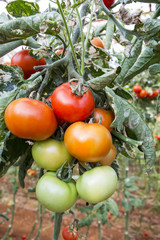 Fresh organic tomatoes field