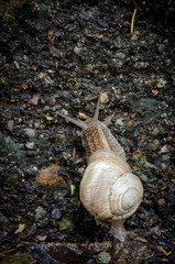 snail in woods slowly climbing on rock step  after rain