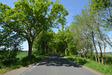 Allee - Deutsche Alleenstraße auf Rügen