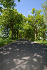 Allee auf Rügen, Puddemin