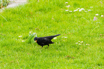 Neugierige Amsel