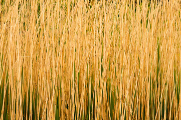 Black bamboo and grasses