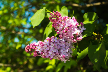 Blooming lilac. May.