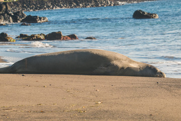 Fototapeta premium Zagrożona hawajska foka mnicha na plaży Maui