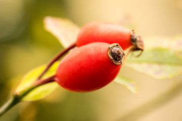 Red Rose hips at Dog Rose (Rosa Canina) Shrub