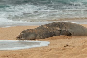 Fototapeta premium Zagrożona hawajska foka mnicha na plaży Maui