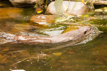 Otters 