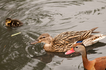 Red bill black bellied whistling duck family