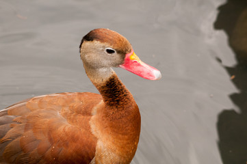 Red bill black bellied whistling duck family