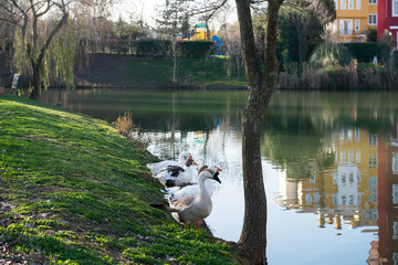 couple of goose is looking around 