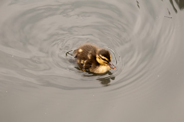 Red bill black bellied whistling duck family