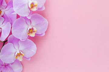 Fototapeta na wymiar Orchid Phalaenopsis on a pink background.