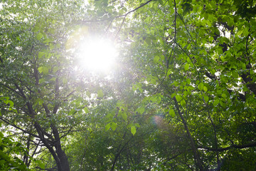 Fototapeta na wymiar Green forest with sun rays
