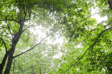 Fototapeta premium Green forest with sun rays
