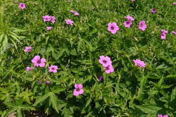 Lila blühender Storchschnabel.