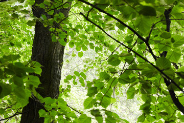 Green forest with sun rays