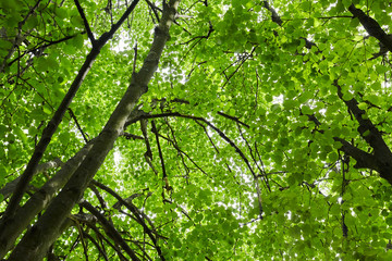 Green forest with sun rays