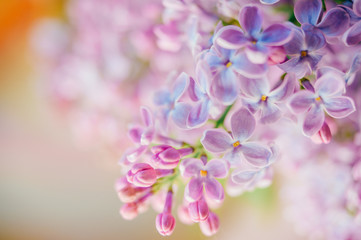 Closeup macro detailed photo of blooming beautiful lilac branches bouquet on abstract background.  Vase with spring summer flowers. Vivid colors.  Beauty of nature. Seasonal flora.