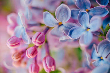 Closeup macro detailed photo of blooming beautiful lilac branches bouquet on abstract background.  Vase with spring summer flowers. Vivid colors.  Beauty of nature. Seasonal flora.