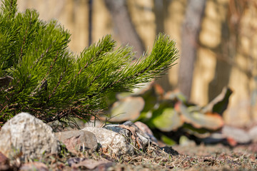 Branch of spruce on the background of stones