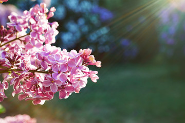 Pink blossoming lilac in sunny day; sclose up
