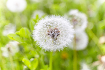 Obraz premium White dandelion in green field.
