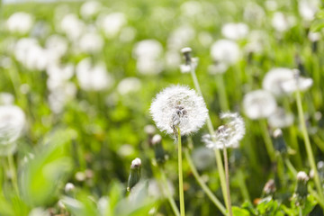 White dandelion in green field.