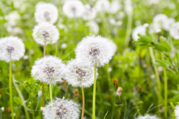 White dandelion in green field.