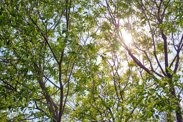 Fototapeta premium Green forest with sun rays