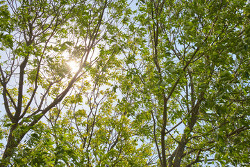 Green forest with sun rays