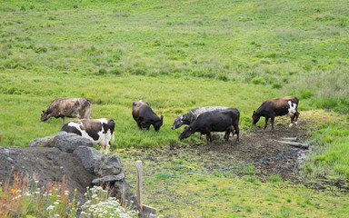 Landschaft mit Kühen am Mývatn-See / Nord-Island