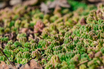 The plant on the rocks close up