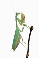 Praying Mantis (Hierodula kalimantan)/Praying Mantis on thin branch