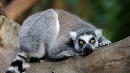 Ring Tailed Lemur