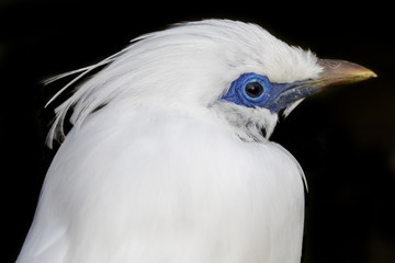 Fototapeta premium Bali myna