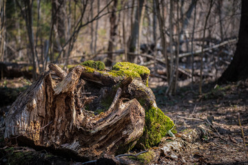 Moss on a stump in a spring forest