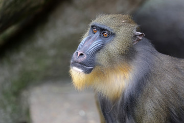 Young male mandrill