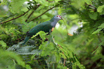 Beautiful fruit dove