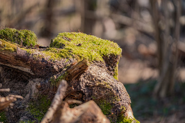 Moss on a stump in a spring forest