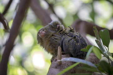 Pygmy marmoset father with baby