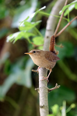 An Eurasian Wren