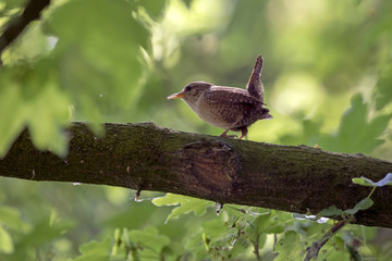 An Eurasian Wren