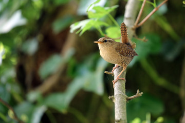 An Eurasian Wren