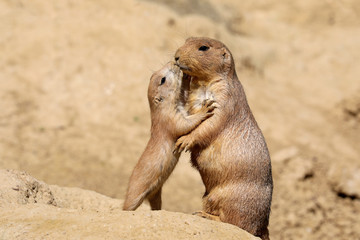 Black-tailed prairie dog mother with child