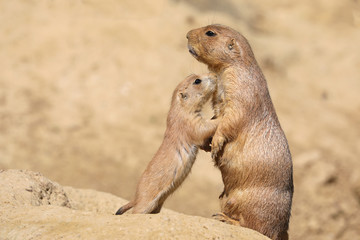 Black-tailed prairie dog mother with child