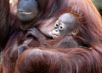 Orangutan mother with baby