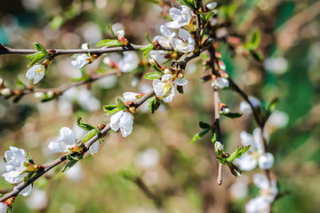 cherry blossoms spring